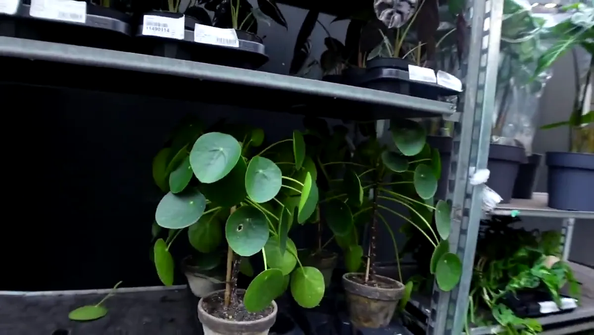 Small potted Pilea plants displayed in an Amsterdam shop