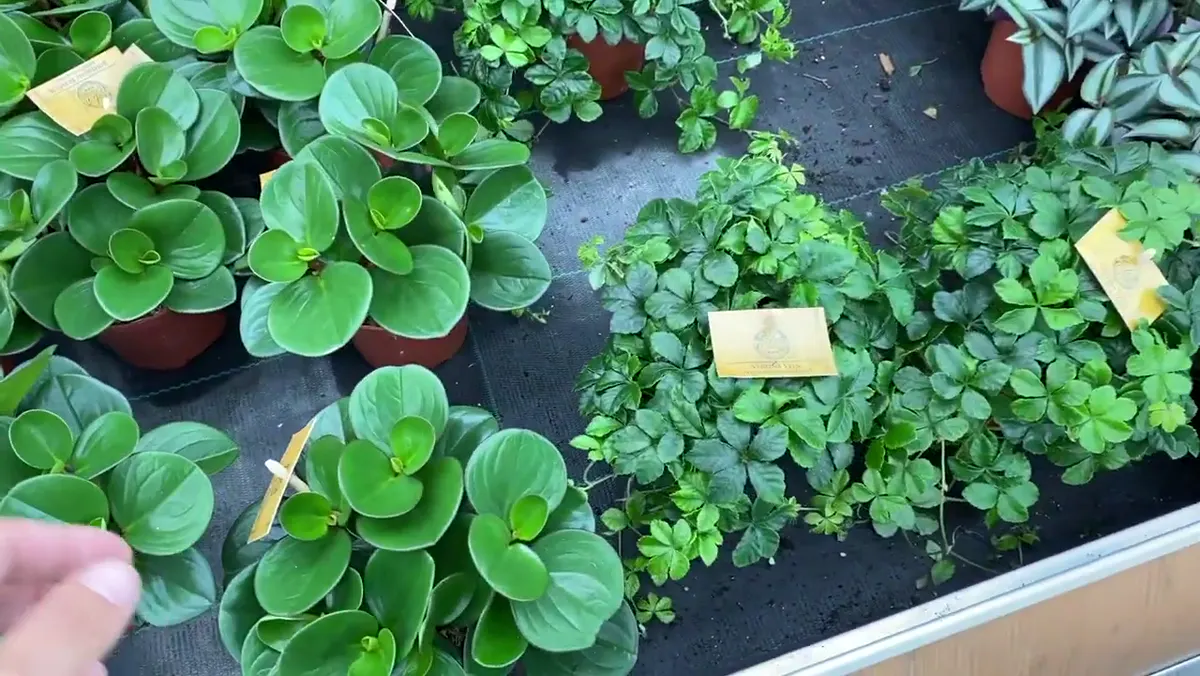 A dense table of small houseplants at a Dutch garden centre