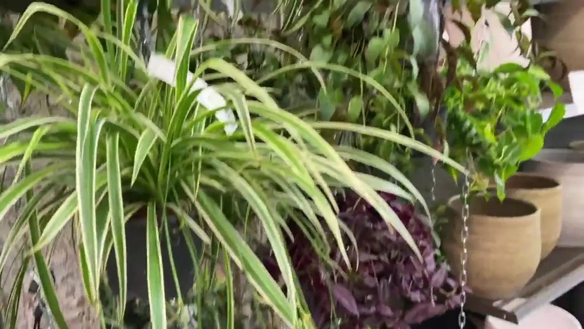 Hanging houseplants under indoor shop lighting in Amsterdam
