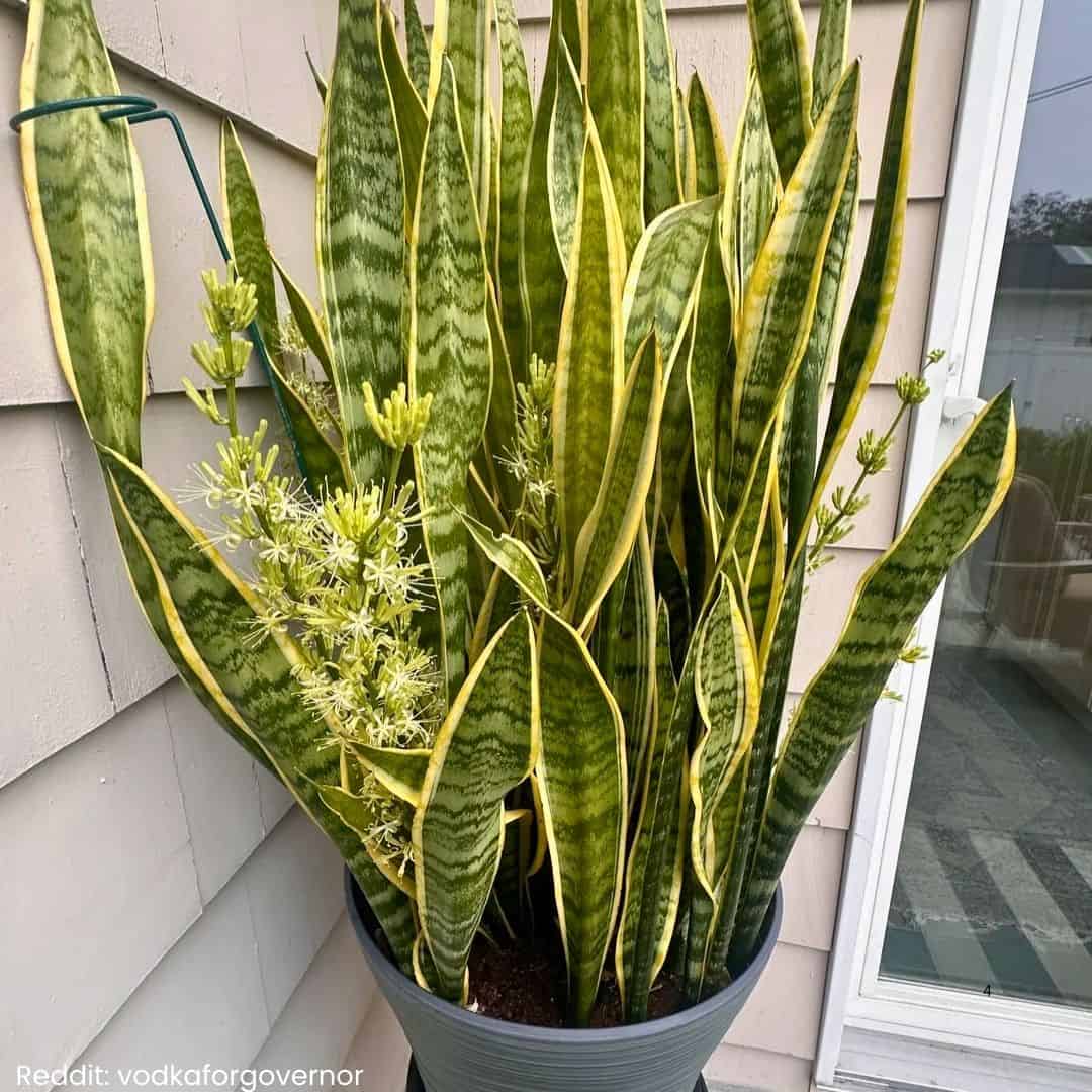 A flowering variegated snake plant in a large pot